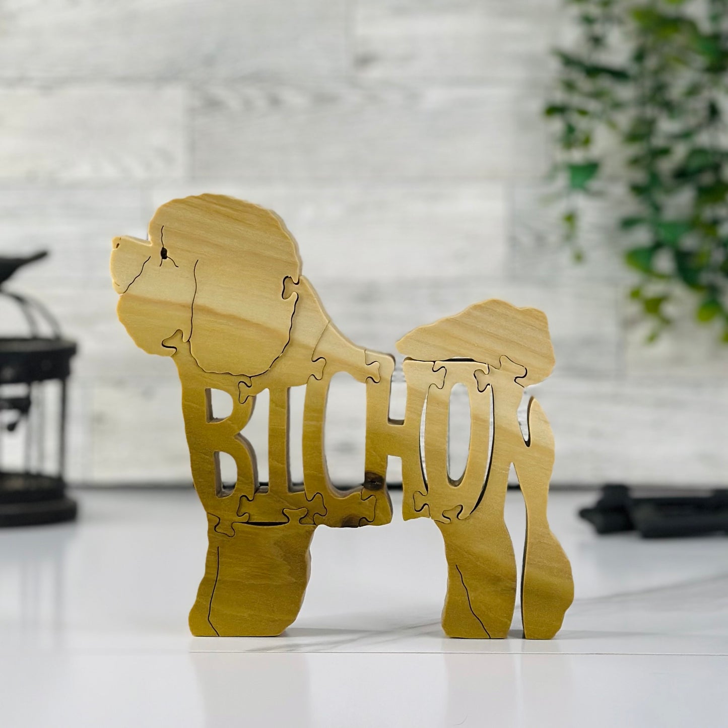 Bichon (Frise)