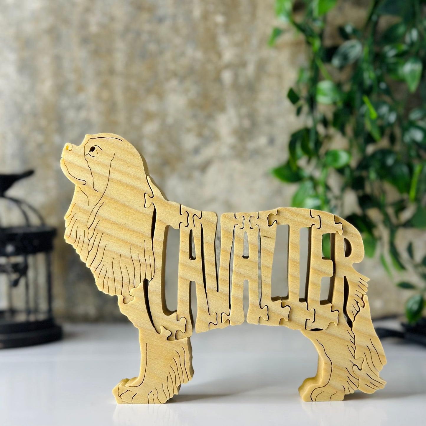 King Charles Spaniel (Cavalier)